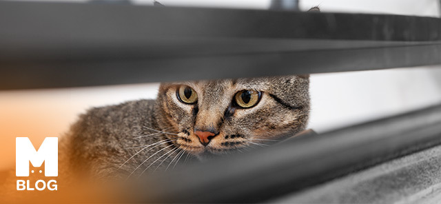 Kırma Kedi Ne Demek?