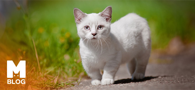 Kısa Bacaklı Kedi Cinsleri