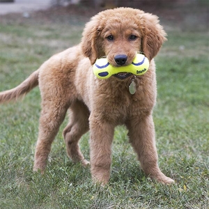 Kong AirDog Dambıl Şeklinde Köpek Oyuncağı L - 3