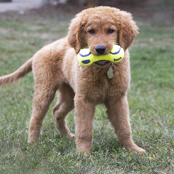 Kong AirDog Dambıl Şeklinde Köpek Oyuncağı L - 3