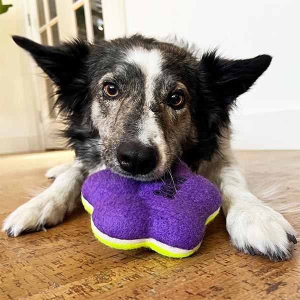 Kong Airdog Pati Şeklinde Sesli Köpek Oyuncağı (M) - 3