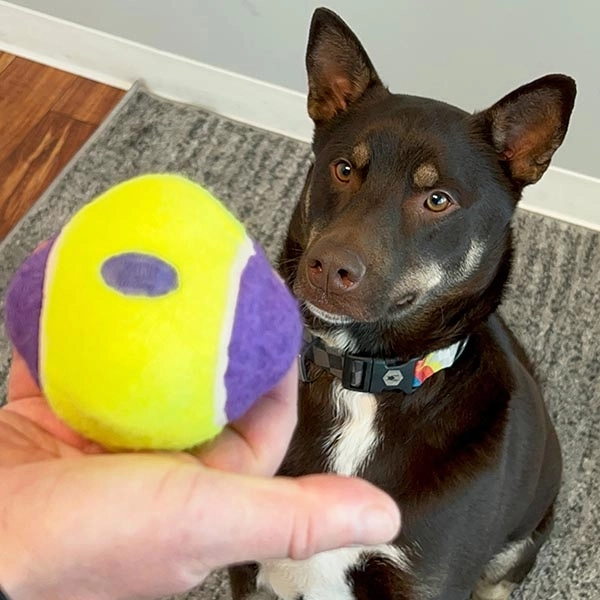 KONG AirDog Yumru Top Şeklinde Sesli Köpek Oyuncağı XS/S - 3