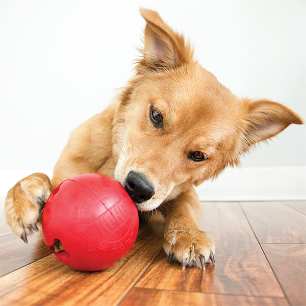 Kong Biscuit Ball Top Şeklinde Köpek Oyuncağı S - 3