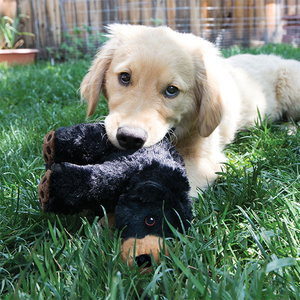 KONG Comfort Kiddos Ayıcık Şeklinde Peluş Köpek Oyuncağı L - 3