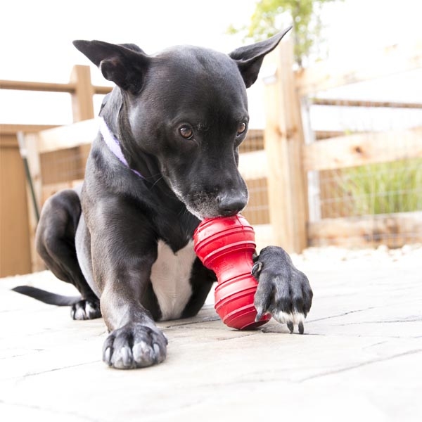 Kong Dental Diş Sağlığı Destekleyici Kauçuk Köpek Oyuncağı (L) - 3