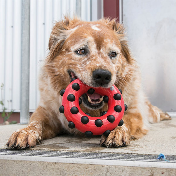 Kong Dotz Circle Halka Şeklinde Köpek Oyuncağı L - 3