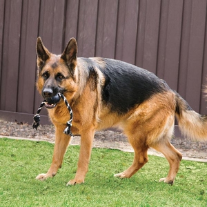 Kong Extreme Top Şeklinde Sesli ve İp Sallantılı Ultra Sert Kauçuk Köpek Oyuncağı (L) - 3