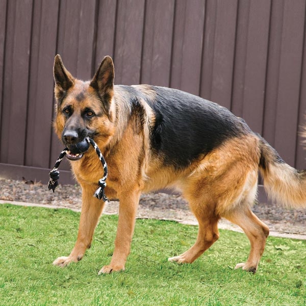 Kong Extreme Top Şeklinde Sesli ve İp Sallantılı Ultra Sert Kauçuk Köpek Oyuncağı (L) - 3