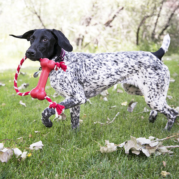 Kong Goodie Bone Kemik Şeklinde Çok Amaçlı İp Sallantılı Köpek Oyuncağı M - 3