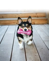 Kong Köpek Squeezz Hışırtı Sesli Kemik L 19cm - 3