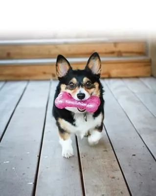 Kong Köpek Squeezz Hışırtı Sesli Top L 7cm - 4