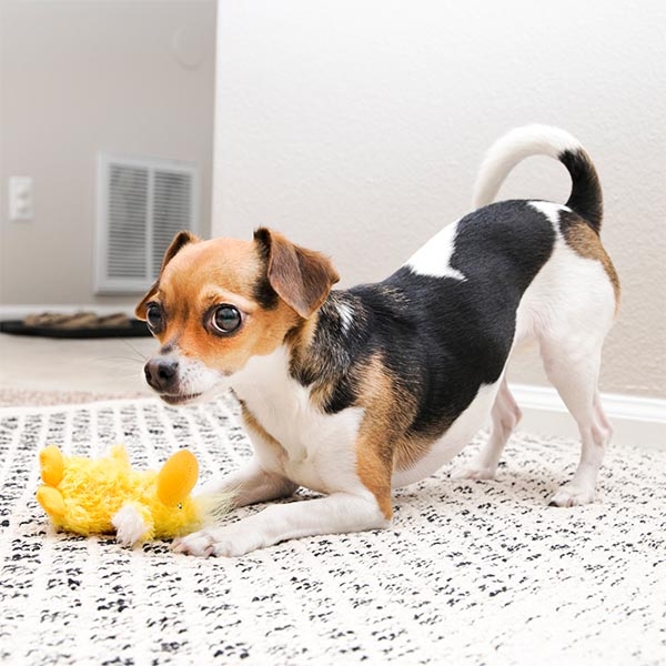 Kong Plush Noys Peluş Ördek Köpek Oyuncağı 16 cm - 3