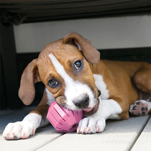 Kong Activity Ball Yavru Köpek Ödül Oyuncağı 7,6 cm - 3