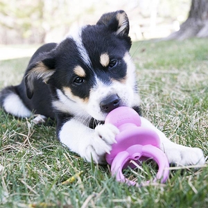 Kong Puppy Binkie Tutma Yeri Olan Yavru Köpek Oyuncağı S - 3