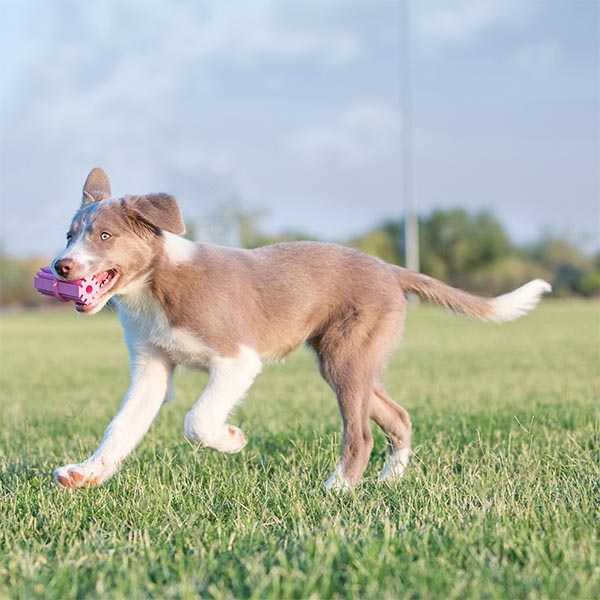 Kong Puppy Teething Stick Diş Temizliği Sağlayan Çok Amaçlı Yavru Köpek Oyuncağı S - 3