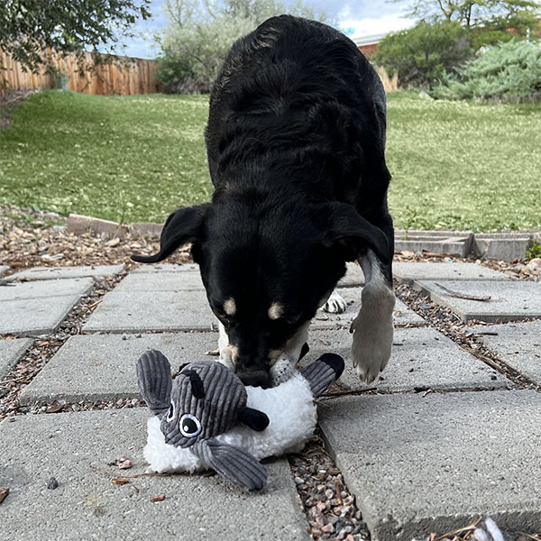 KONG Sherps Kuzu Şeklinde Peluş Köpek Oyuncağı M - 3