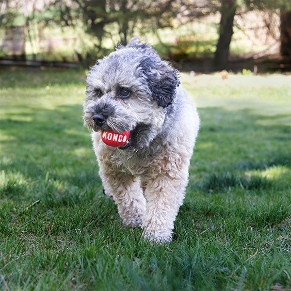 Kong Signature Ball Top Şeklinde Köpek Oyuncağı M 2li - 3