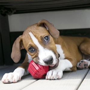 KONG Stuff-A-Ball Çok Amaçlı Köpek Oyuncağı M - 3