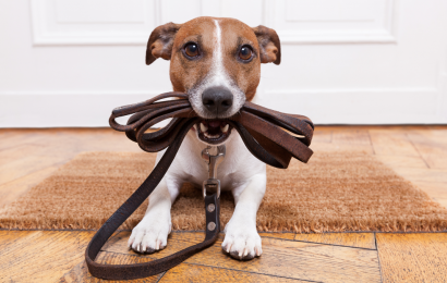 KÖPEĞİNİZ İÇİN DOĞRU TASMA SEÇİMİ