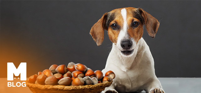 Köpek Fındık Yer mi?