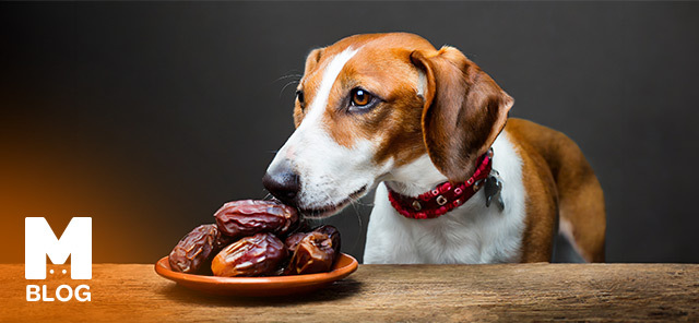 Köpek Hurma Yer mi?