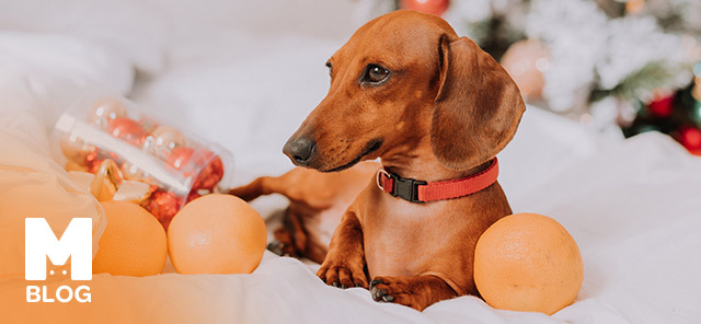 Köpekler Mandalina Yer mi?