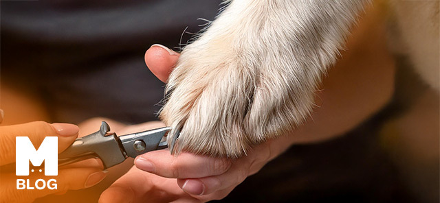Köpek Tırnak Kesimi Nasıl Olmalıdır?