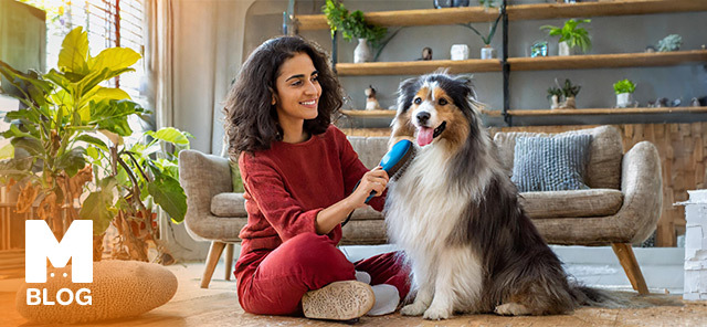 Köpek Tüy Dökülmesine Ne İyi Gelir?