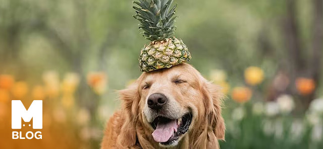 Köpekler Ananas Yer mi?