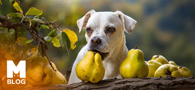 Köpekler Ayva Yer mi?