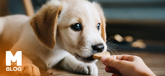 Köpekler Bisküvi Yer mi?