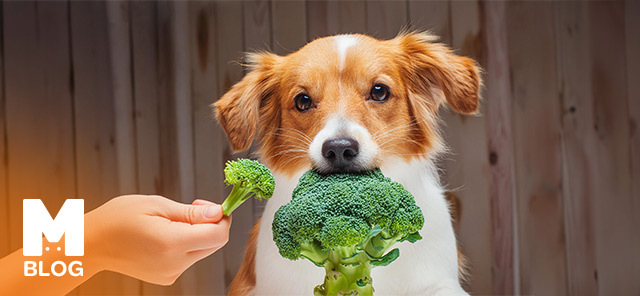 Köpekler Brokoli Yer mi?