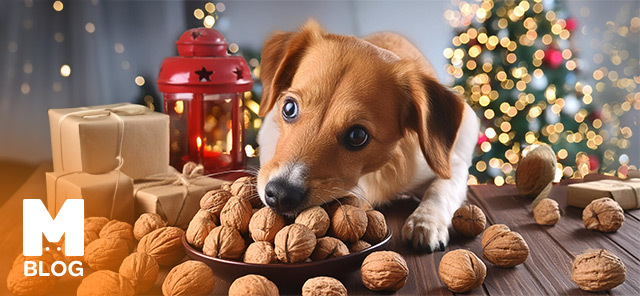 Köpekler Ceviz Yer mi?