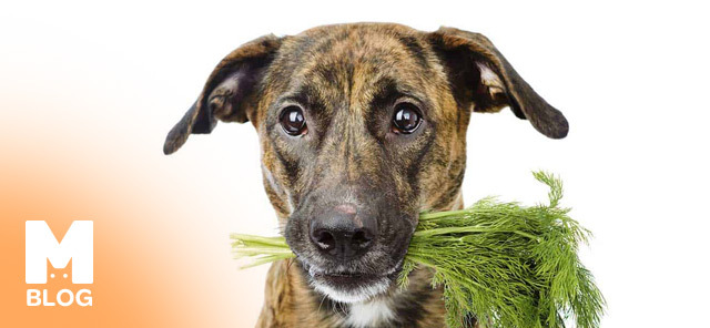 Köpekler Dereotu Yer mi?