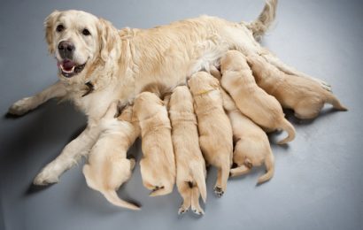 Köpekler Doğumdan Sonra Neden Saldırganlaşır?