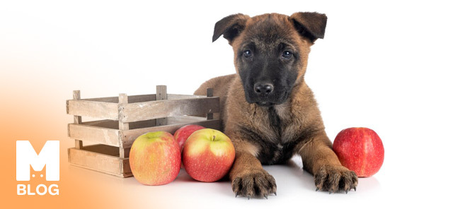 Köpekler Elma Yer mi?