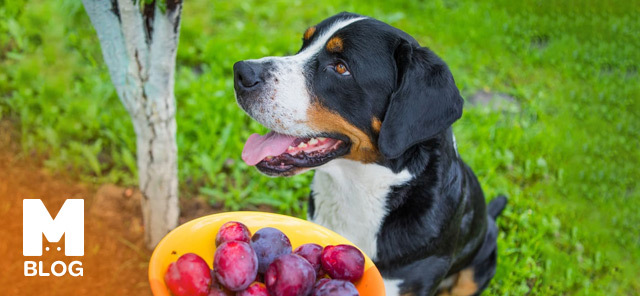 Köpekler Erik Yer mi?