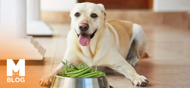 Köpekler Fasulye Yer mi?