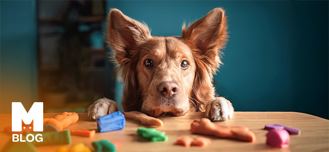 Köpekler Hangi Renkleri Görür?
