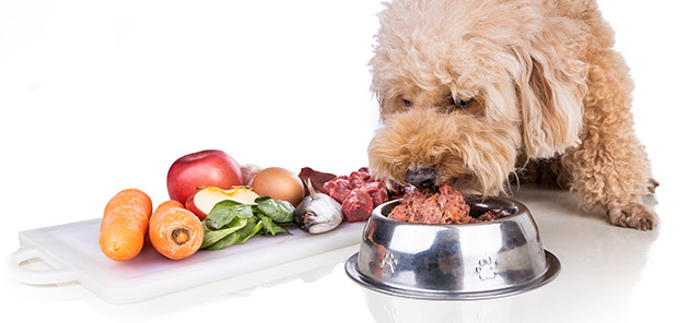 Köpekler İçin Barf Diyeti Nedir?