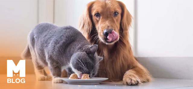 Köpekler Kedi Maması Yer mi?