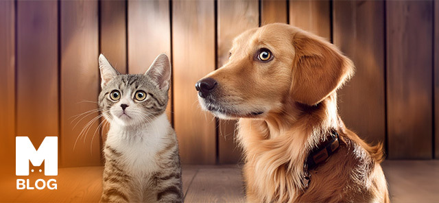 Köpekler Kedi Yer mi?