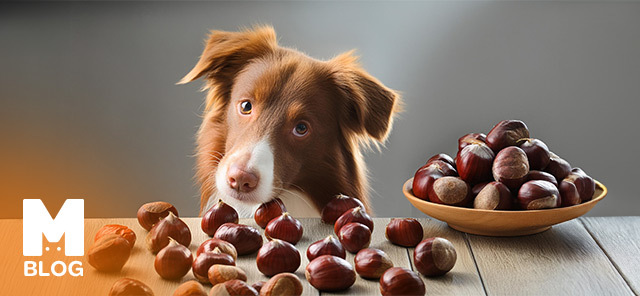 Köpekler Kestane Yer mi?