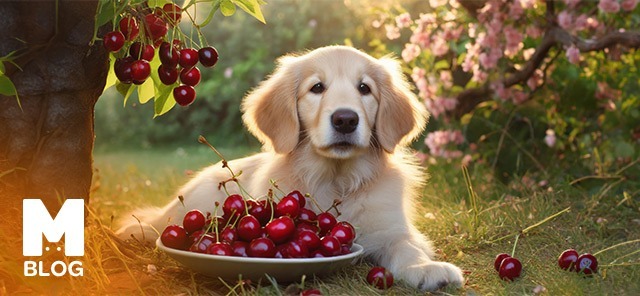 Köpekler Kiraz Yer mi?