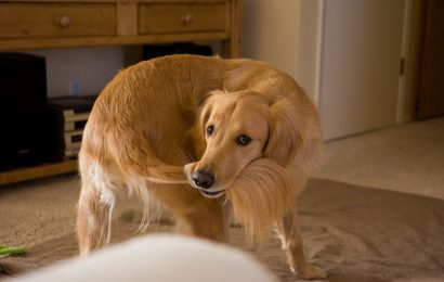 Köpekler Kuyruklarını Neden Isırır?
