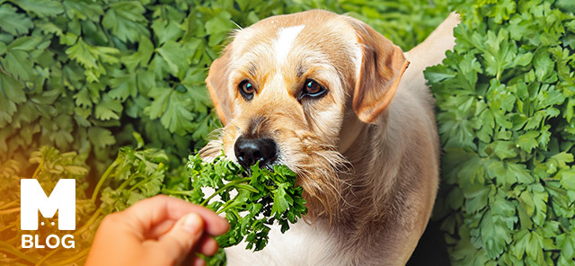 Köpekler Maydanoz Yer Mi?