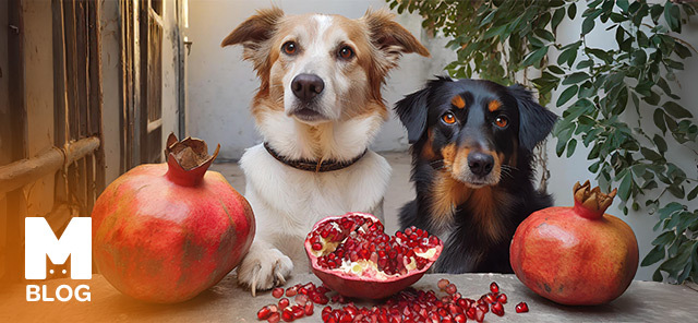 Köpekler Nar Yer mi?