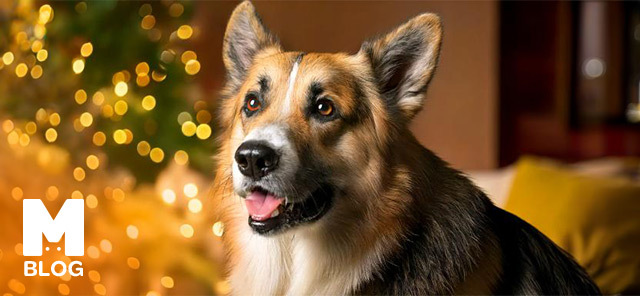 Köpekler Neden Hıçkırır?