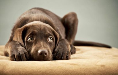 Köpekler Neden Üzgün Bakar?