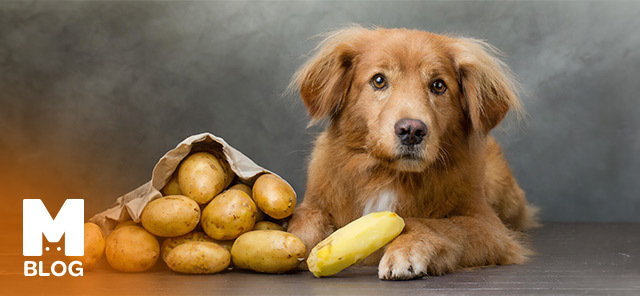 Köpekler Patates Yer mi?